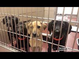 We did not find results for: Paws Of Rutherford County Pets For Adoption March 16 2020 Youtube