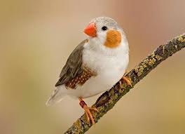 lo2bsh lo2bsh zebra finch pet birds beautiful birds