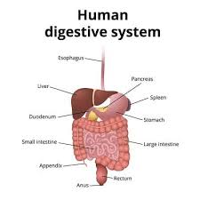 Best Sleep Position Sleeping On Left Side John Douillard S Lifespa Human Digestive System Best Sleep Positions Chiropractors