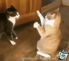 #iubirescu #pufulescu #cat #kucing #instacat #cat #catsofinstagram #kitty #cats #猫 #ねこ #gato #neko #ネコ #catlover #chat #고양이 #pet #ねこ部 #katze #кот #gatto #kedi #냥스타그램 #katt #kitten #cute #catstagram Katze Fallt Um