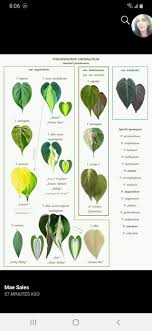 Heartleaf Philodendron Chart In 2020 Plants Philodendron Plant Indoor Shade Plants