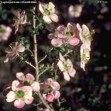 Image result for Baphia massaiensis