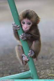 Find the perfect cute baby monkey stock photos and editorial news pictures from getty images. 50 Cute And Adorable Baby Monkey Pictures