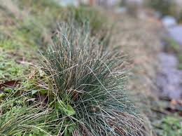 Image result for Festuca