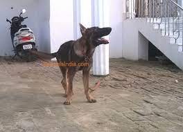 German shepherd rottweiler golden pups at best price breed guarantee, healthy pups from home breed the litter delivery all over bihar entire and jharkhand. German Shepherd Ddr For Sale In Patna Bihar