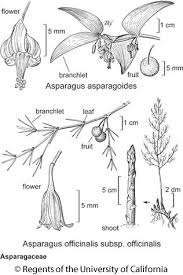 Image result for Asparagaceae