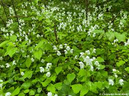 Image result for Synadenium glabratum