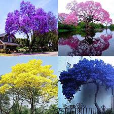 Flower is an unincorporated community in braxton county, west virginia, united states. Znadna Seeds 200pcs Fragrant Paulownia Flowers Seeds Tree Seeds Flower Seeds Hardy Perennial Paulownia Tree For Home Garden Colors Mix Buy Online In Zambia At Zambia Desertcart Com Productid 168201624