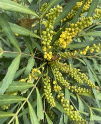 Image result for Hippocratea buchananii