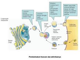 Check spelling or type a new query. Pengertian Lisosom Dan Fungsi Lisosom