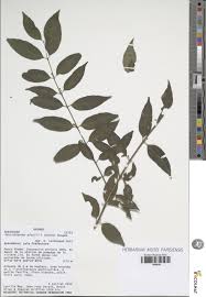 Image result for Pauridiantha