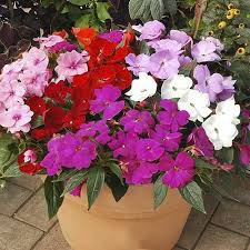Check spelling or type a new query. Impatiens Busy Lizzie Divine The New Mildew Resistant Busy Lizzie Their Lovely Bright Colours Are Set Against Deep Gre Impatiens Flowers Flower Seeds Plants