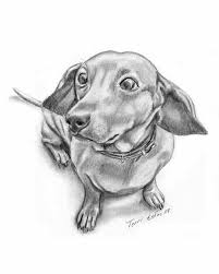 Black And White Dachshund Drawing Pin By Deanna Sampson On Dogs Doxies 9 Dachshund Drawing Dog Drawing Dachshund Art