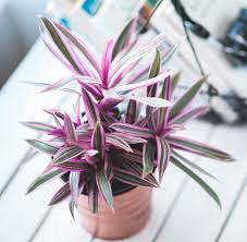 Rhoeo Discolor Tradescantia Spathacea Plantas De Interior Plantas De Follaje Plantas Moradas Decoracion Plantas