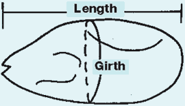 Birds How To Measure