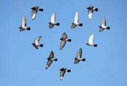 This series can be read in any order. Airborne Pigeons Obey The Pecking Order Nature