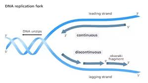 Genetics / Dna Replication (Leading & Lagging) - Pathwayz