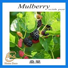 Terdapat dua kaedah penanam pokok mulberry ini iaitu melalui pokok asal (apabila tempoh tut selesai, tumbuh akar), dan terus menanamnya ke dalam pasu besar atau. Mulberry Plant With Pot Anak Pokok Mulberry Dengan Pasu Plastik Shopee Malaysia
