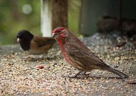 Brown Bird With Red On Back Of Head House Finch Backyard Birds Bird Identification Birds