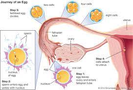 Be used to stimulate the ovaries to produce multiple oocytes rather than and ovulating as mature eggs. Mammal Reproduction Britannica