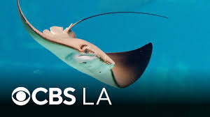 Image result for Stingray