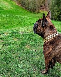 Take the lead and handle your dog with grand style using this cuban link thick gold chain pets safety collar! 25mm Gold Chain Regaldog Regallife Dogcollars Dogchains Dogproof Dogaccessories Dogbling Dogjewellery Dogcollar Gold Frenchbulldog Frenchie Frenc