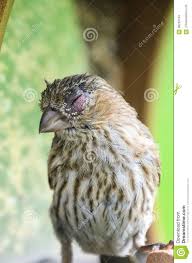 House Finch Eye Disease Stock Photo Image Of Pennsylvania 98250104