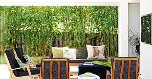 This method is a quick and easy. Five Fast Growing Screening Plants For Privacy Homes To Love