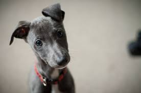 Puppies are just like babies in a few ways; Say No No To Wee Wee Pads How To Potty Train Your Puppy The Right Way Pethelpful By Fellow Animal Lovers And Experts