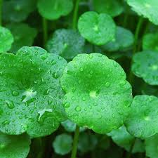 Image result for Centella glabrata