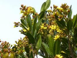 Image result for Gomphia