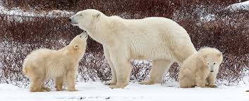 Tundra Connections 2019 Discovery Education Arctic Habitat Field Trip Tundra
