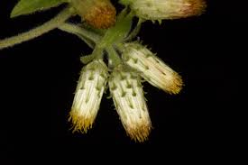 Image result for Inula mannii