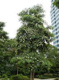 Image result for Alstonia