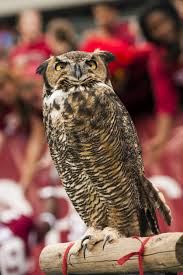 Howard Smith's photos from an Owl win
