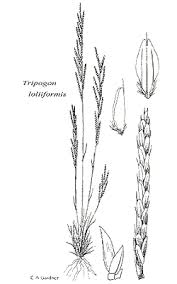 Image result for Tripogon