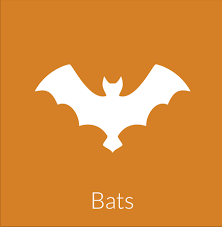 This bat has the least appealing fur which has a dull brown color. Bohmz Pest Services Janesville Madison Wi Certified Technicians