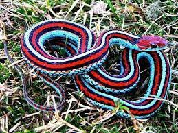 Turquoise Red And Black Striped Garter Snake Snake Colorful Snakes Garden Snakes