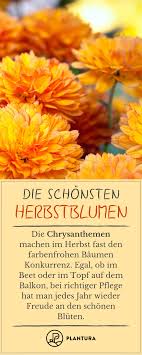 Herbstblumen Die 10 Schonsten Fur Ihren Garten Plantura Herbstblumen Chrysanthemen Blumen