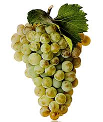 Grape Varieties – Newsom Family Farms