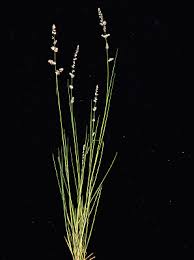 Image result for Eragrostis habrantha
