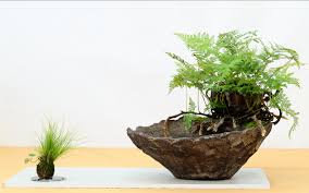 Consigli di sopravvivenza per piante in vaso. I Bonsai E Le Loro Piante Da Compagnia