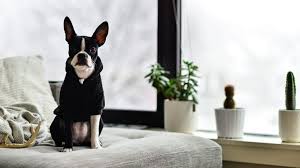 Ingesting the leaves, flowers or branches causes bloody diarrhea, depression and vomiting. 7 Indoor Plants Safe For Dog And Cat Households Dogtails