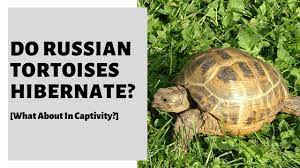 Do Russian Tortoises Hibernate What About In Captivity