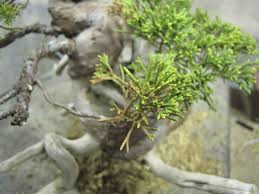 The tree has been kept inside then moved outside, the issue still appearing. How To Care For A Sick Or Dying Juniper Bonsai Tree Bonsai Tree Gardener