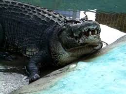 Lolong The Biggest Captured Crocodile In The World Crocodile Crocodiles Alligator