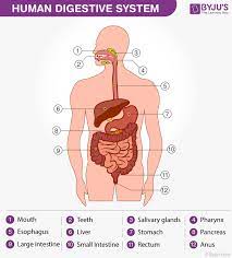 There are many reasons why you might be required to talk about the different body parts in english, one such reason might be if you were admitted to hospital in an. Alimentary Canal Structure And Functions Of Alimentary Canal