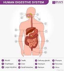 Because we provide option to add new words to dictionary and facility to correct meaning/spelling in our website database. Alimentary Canal Structure And Functions Of Alimentary Canal