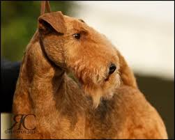 Search for a puppy for sale, dog for sale by breed, state or city >>. Greycottage Terriers Breeder Of Lakeland Terriers And Parson Russell Terriers In New England
