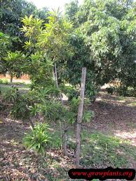 The fruit has a thin orange to yellow skin, and the pulp is dry like the yolk of a hard boiled egg. Canistel How To Grow Care